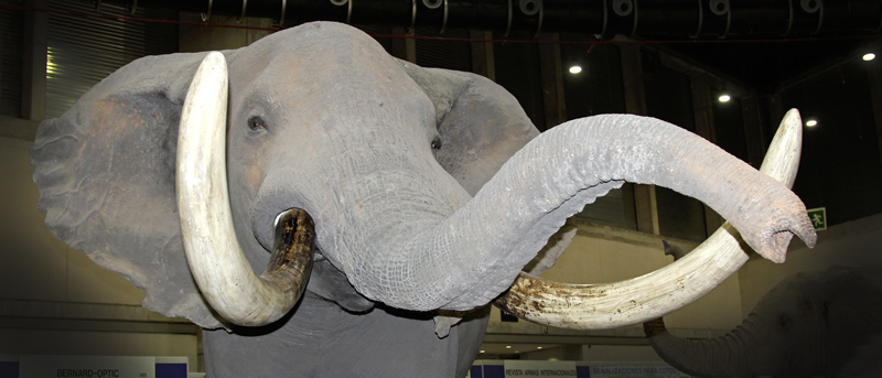 Cinegetica 2016: Taxidermy. When memories come to life
