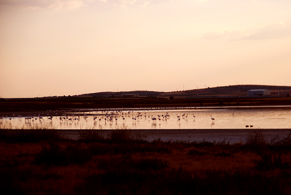 Cinegética 2020… Turismo fotográfico cinegético, ornitológico y de naturaleza