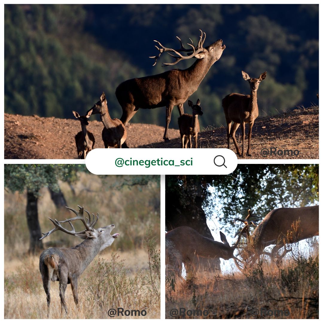 La berrea del ciervo y la ronca del gamo: sinfonía de otoño