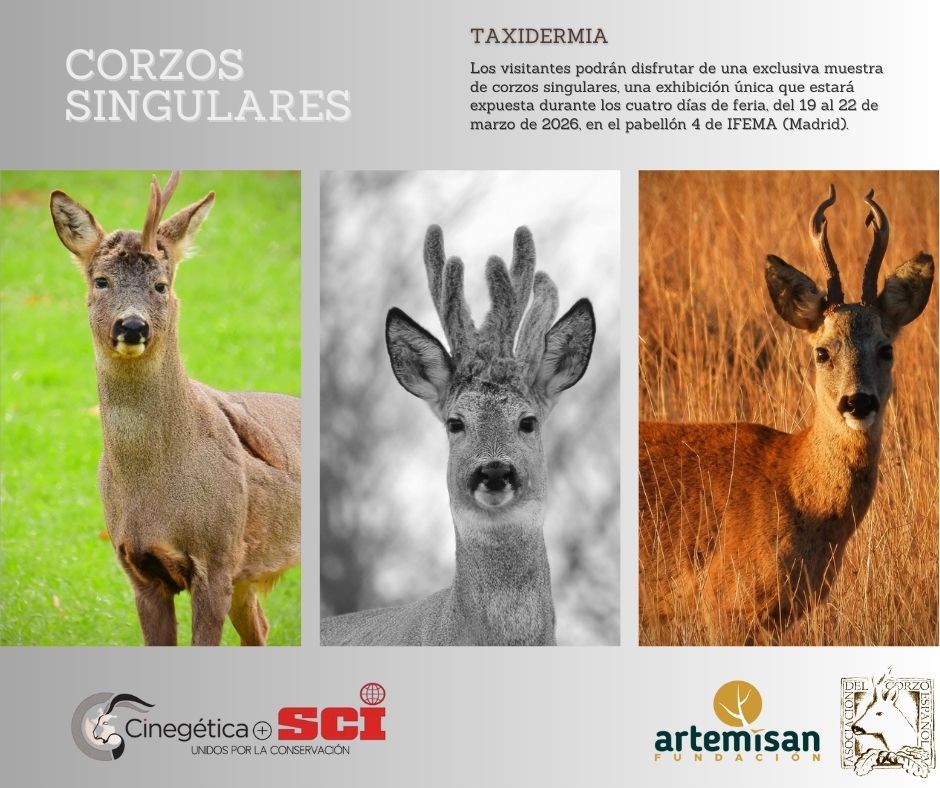 Corzos singulares en Cinegética+SCI 2026