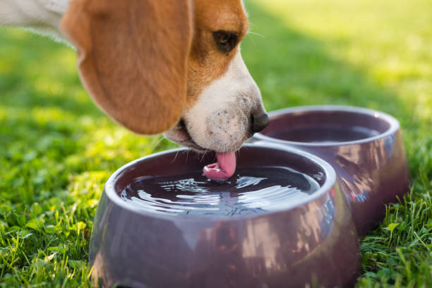Summer Care for Hunting Dogs: Essential Tips to Protect Our Best Companion