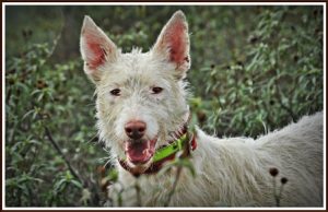 Sheila Rubio Esteban_bell-ringing hound in hunting_