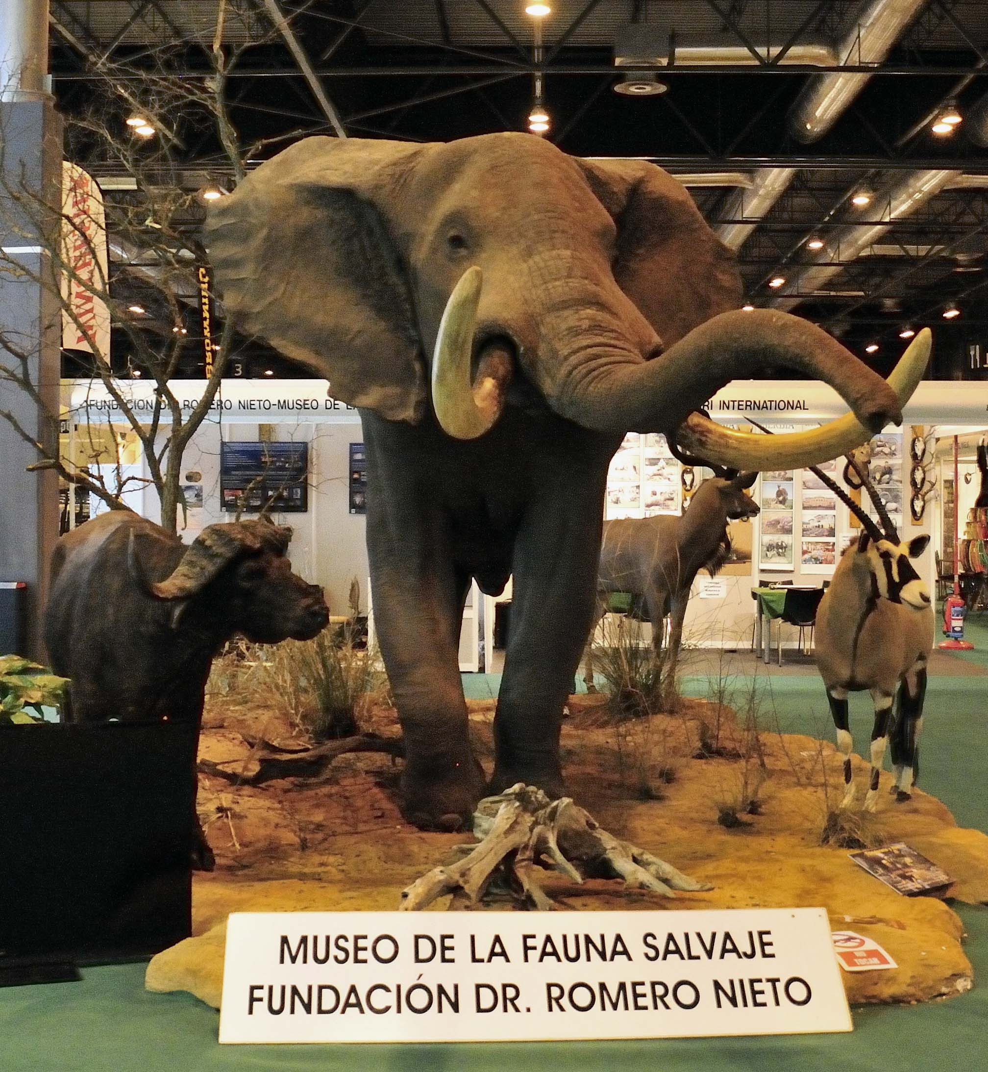 elefante_