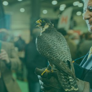 Vuelo de aves rapaces en Madrid Feria Cinegética